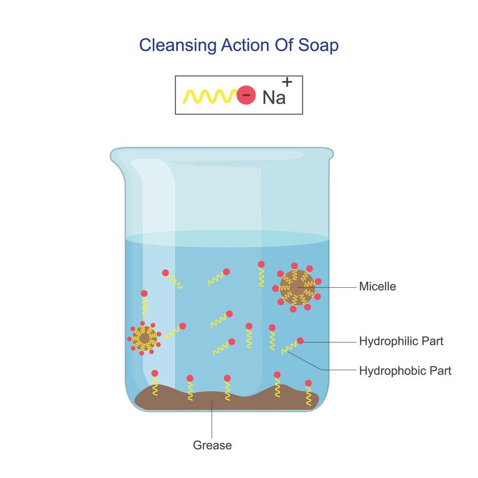 Reinigung Aktion von Seife. Struktur von Seife Wasser Molekül, Mizelle, Chemie Vektor Illustration.