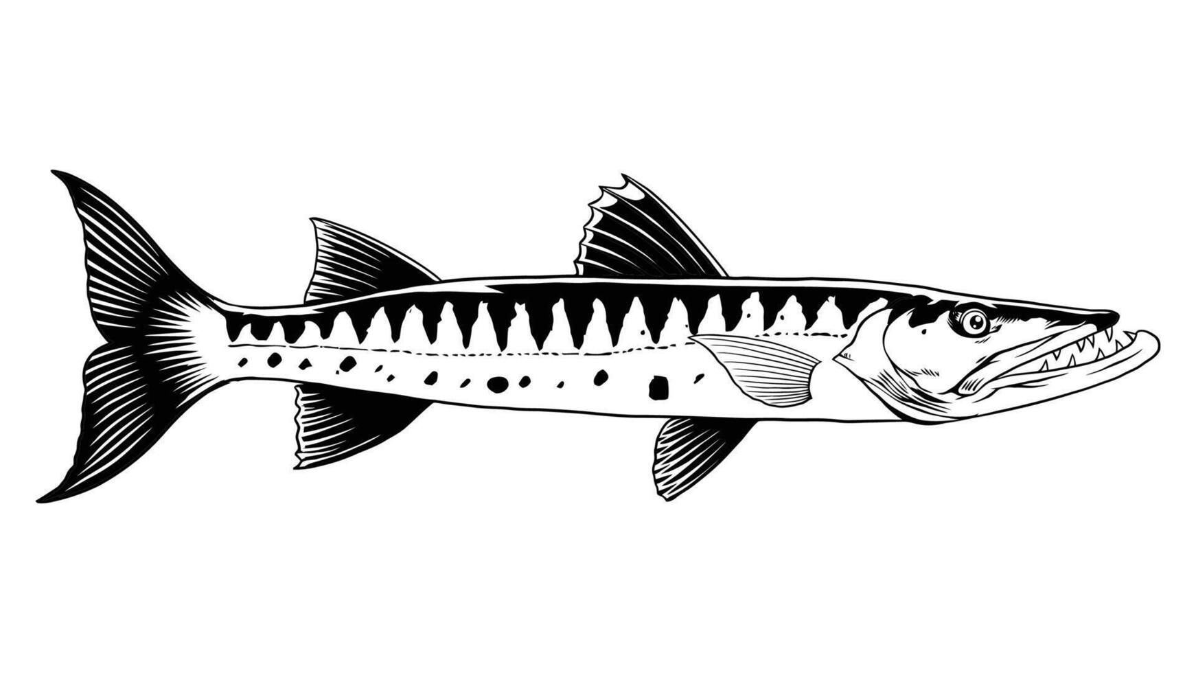 Illustration von Barrakuda Fisch isoliert schwarz und Weiß vektor