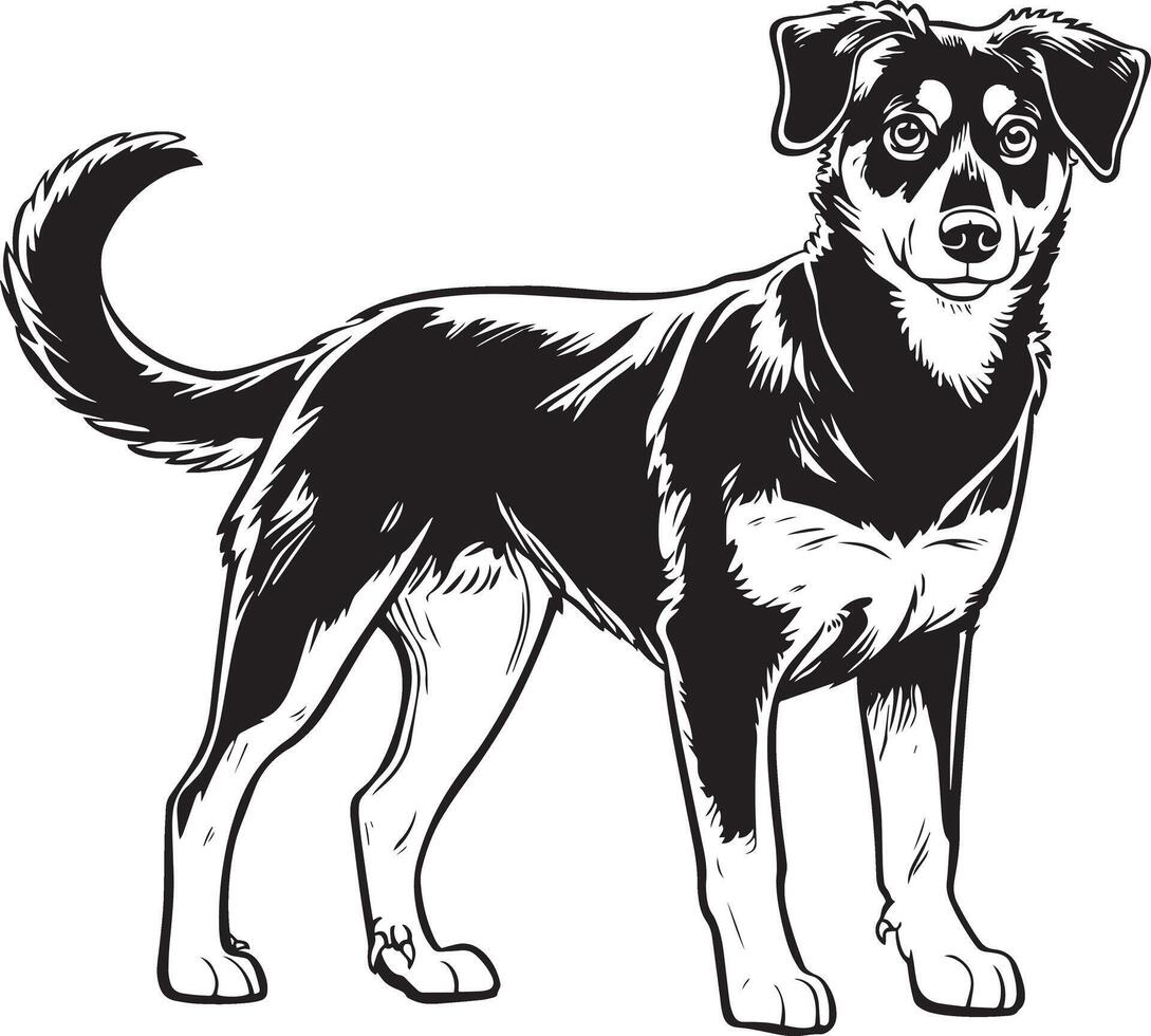 schwarz und Weiß Vektor Illustration von ein Beauceron Hund