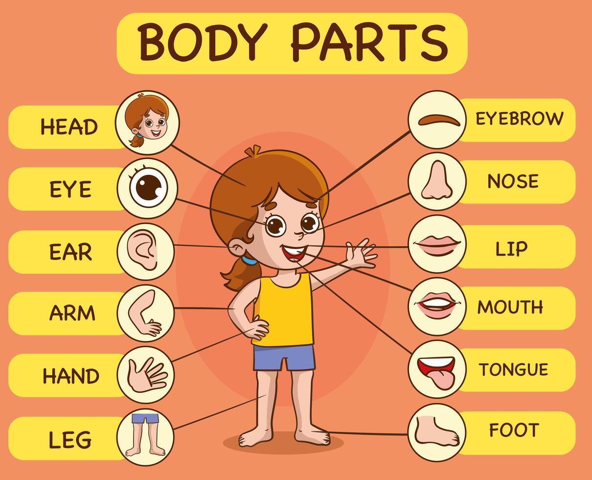 Vektor Illustration von Mensch Körper.Vorschule Bildung Poster mit jung Junge Anatomie