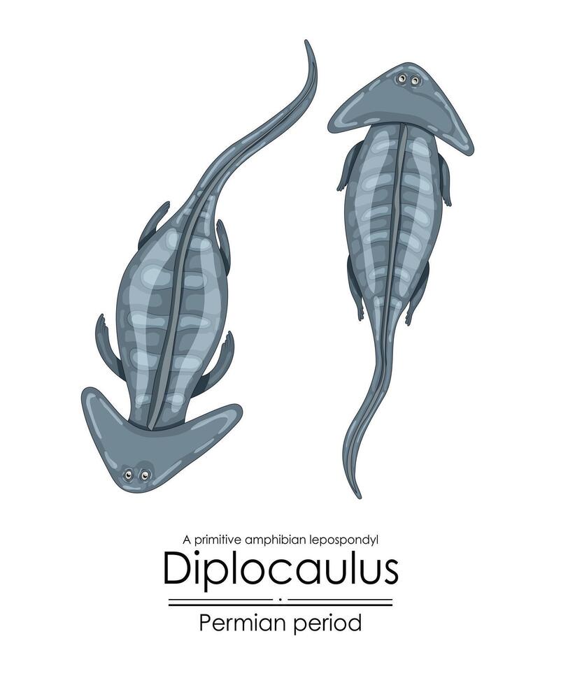 Diplokaulus, ein prähistorisch Primitive Amphibie vektor