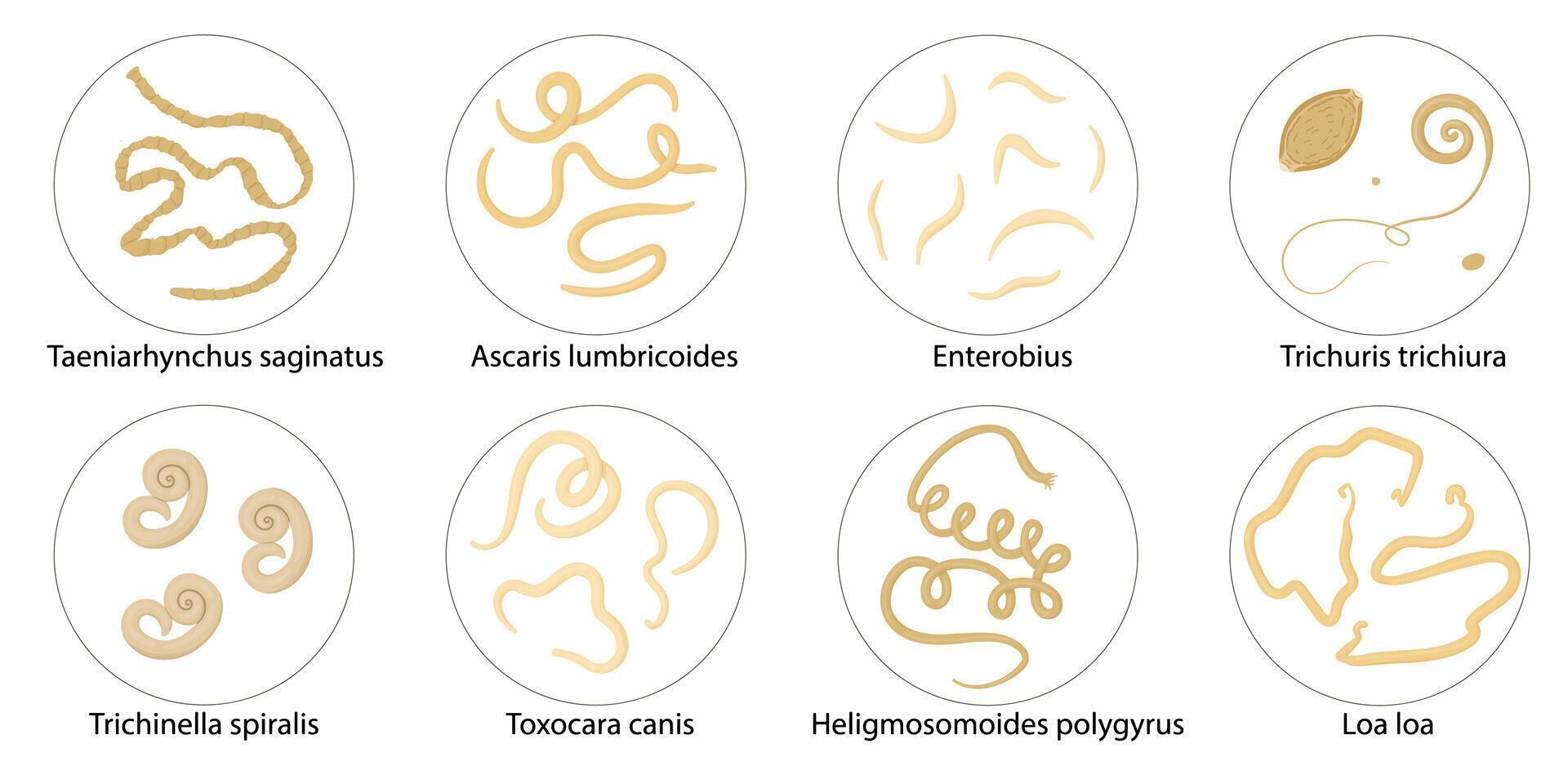 Parasiten, Würmer, Helminthen im Menschen, Katzen, Hunde. Hand Zeichnung. vektor