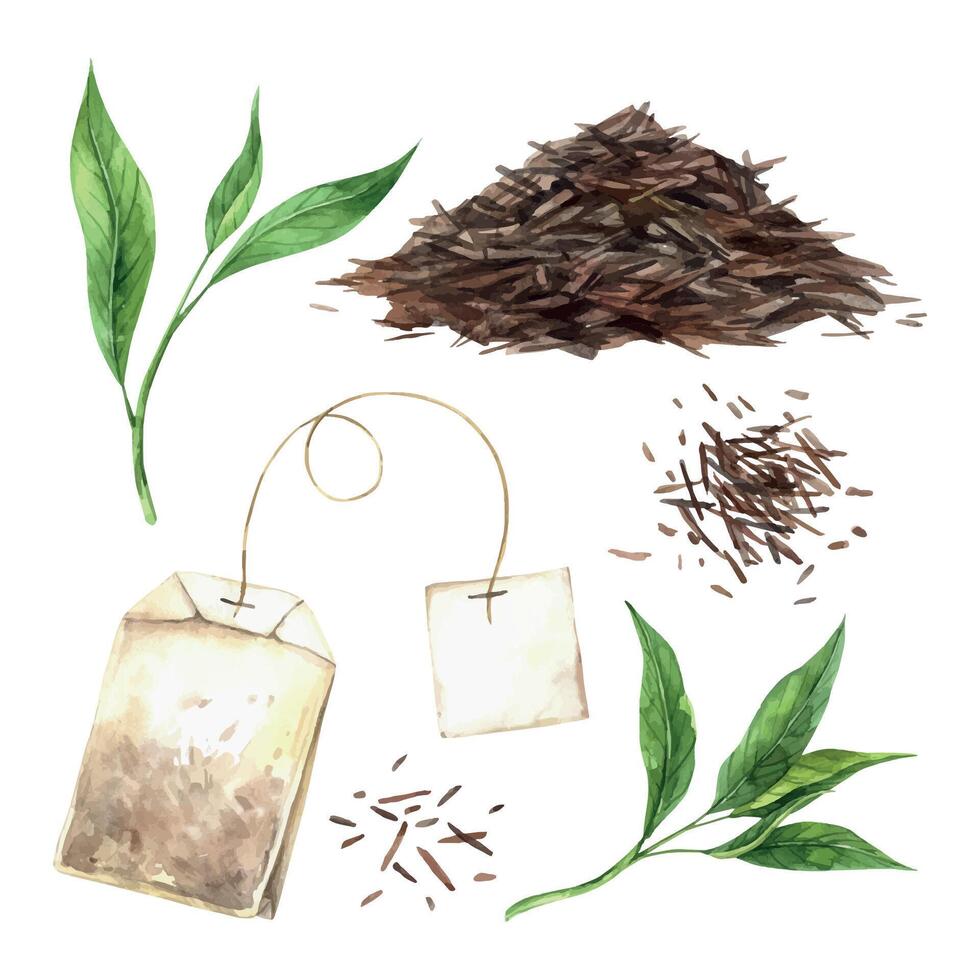 vattenfärg uppsättning av färsk te löv och lösa torr te, te väska.hand dragen illustration på isolerat bakgrund, lämplig för meny design, förpackning, affisch, webbplats, textil, inbjudan, broschyr, textil vektor