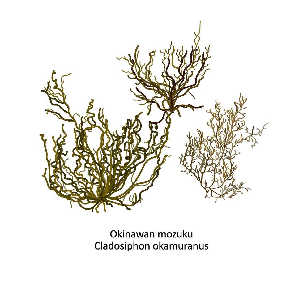 hand dragen vektor illustration av japansk okinawan mozuku eller kladosifon okamuranos, släkte brun alger. isolerat på vit bakgrund med latin manus text