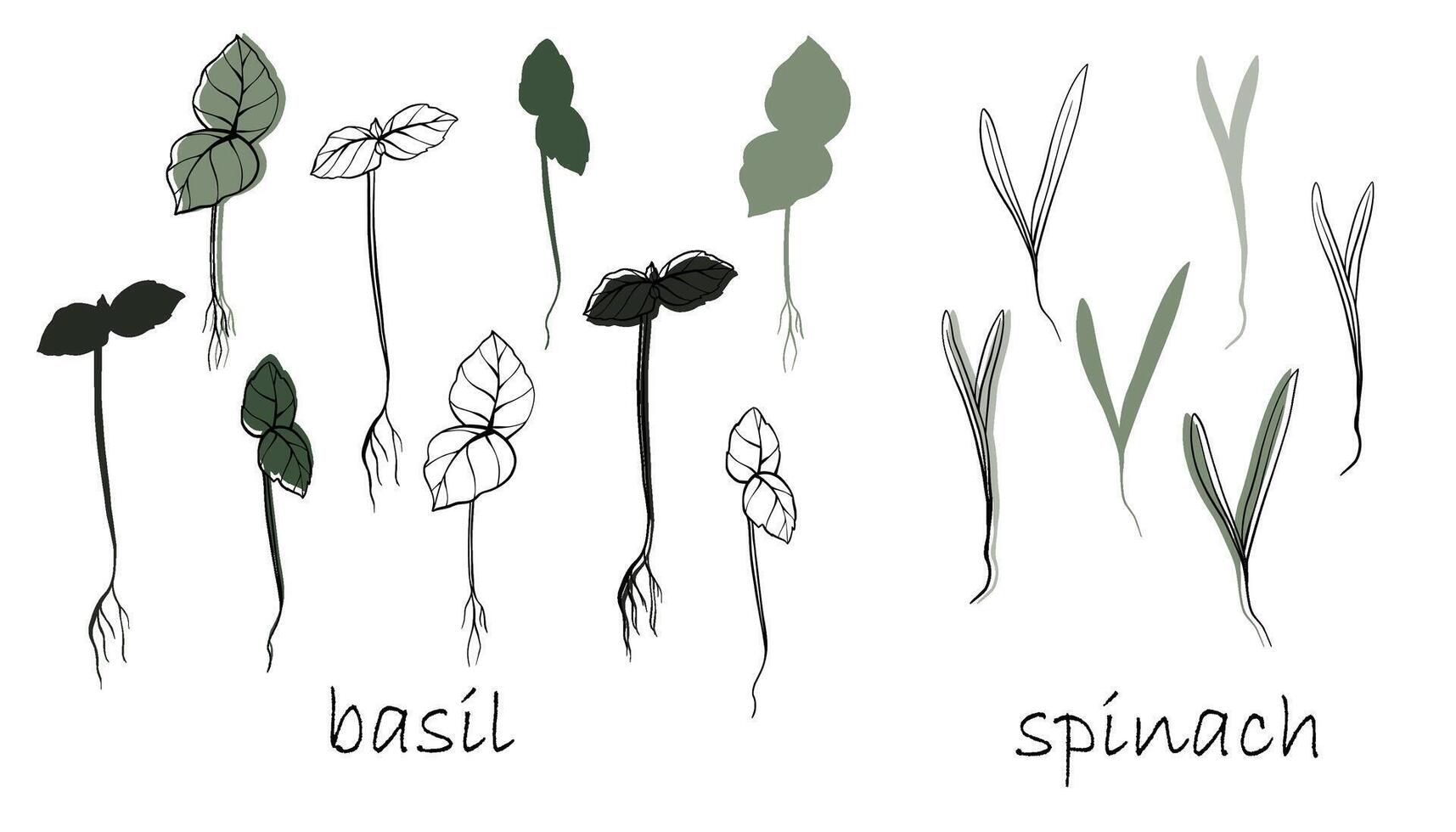 basilika och spenat groddar, mikrogrönsaker vektor hand dragen illustration. kontur och grön växt. uppsättning för design meny, logotyp, förpackning av rätt näring, mikroelement, friska livsstil
