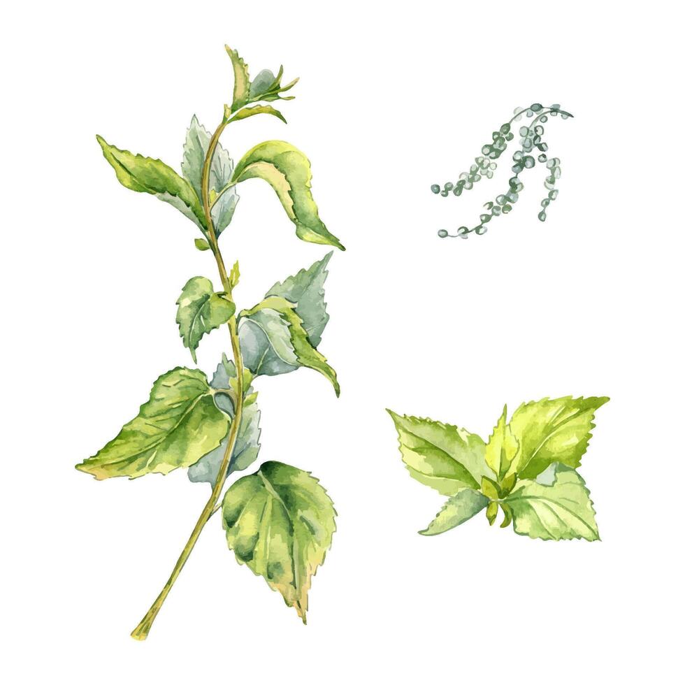 Stengel von Nessel im Aquarell isoliert auf Weiß. Illustration von das Kräuter- Pflanze Urtikaria dioica. stechend Pflanze mit Grün Blätter, Saat Hand gezeichnet. Element zum Etikett, Verpackung, Apotheker. vektor