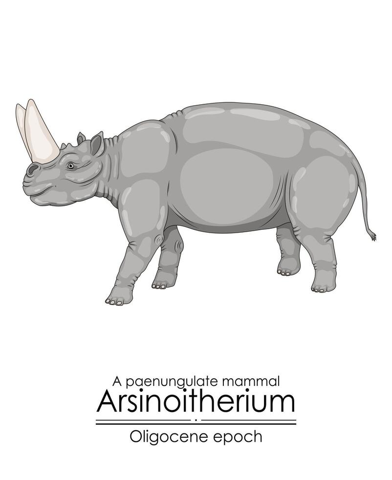 arsinoitherium, en hålfodrat däggdjur från oligocen epok. den hade stor nasal horn och mindre frontal horn. vektor