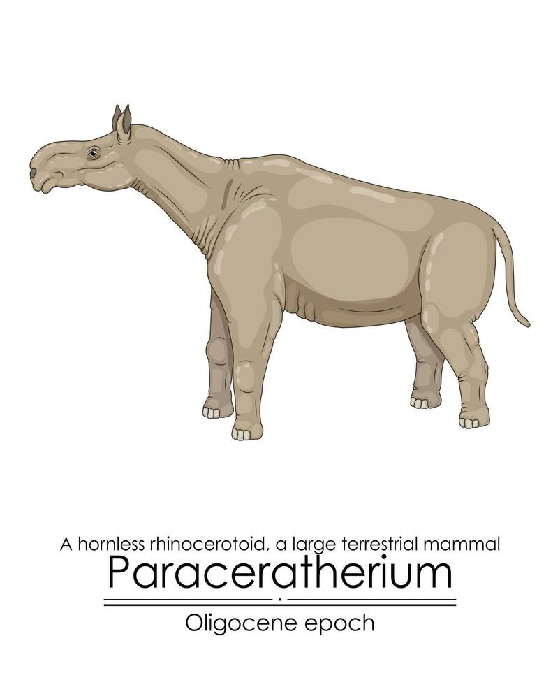 paraceratherium, en hornlös noshörning, en stor markbundna däggdjur vektor