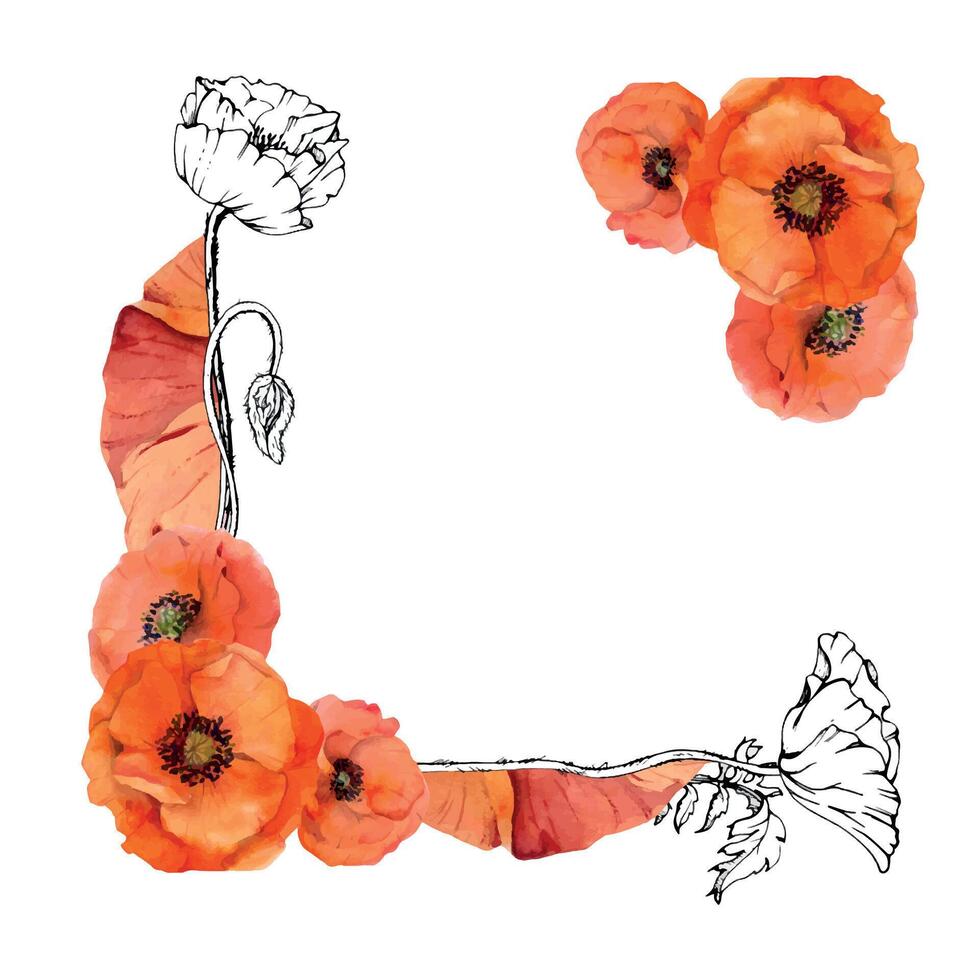 Hand gezeichnet Aquarell botanisch Illustration Blumen Blätter. rot Mohn Papaver, Stängel Knospen Samenkapseln. Rand Rahmen isoliert auf Weiß Hintergrund. Design Hochzeit, Liebe Karten, Erinnerung Tag Schreibwaren vektor