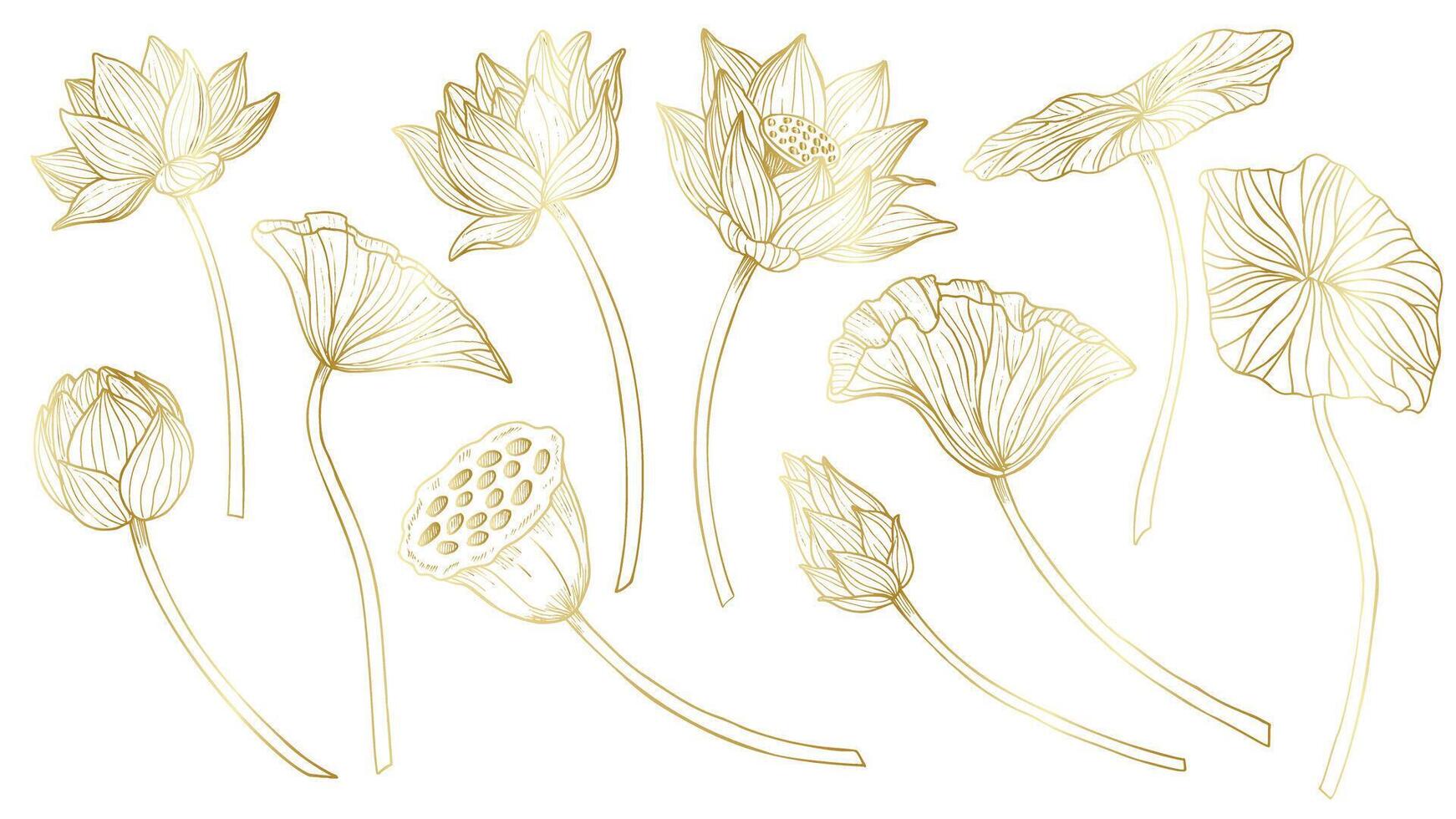 Lotus Vektor Satz. linear Zeichnung mit Blumen und Blätter im golden Farben. graviert Illustration von Wasser Lilie im Gliederung Stil zum Spa oder Zen Design. einfarbig Radierung zum Symbol oder Logo