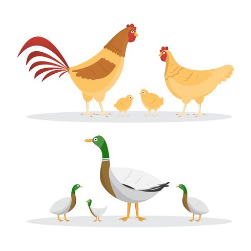 Huhn und Enten. Satz Tiere innerhalb des Bauernhofes lokalisiert auf weißem Hintergrund vektor