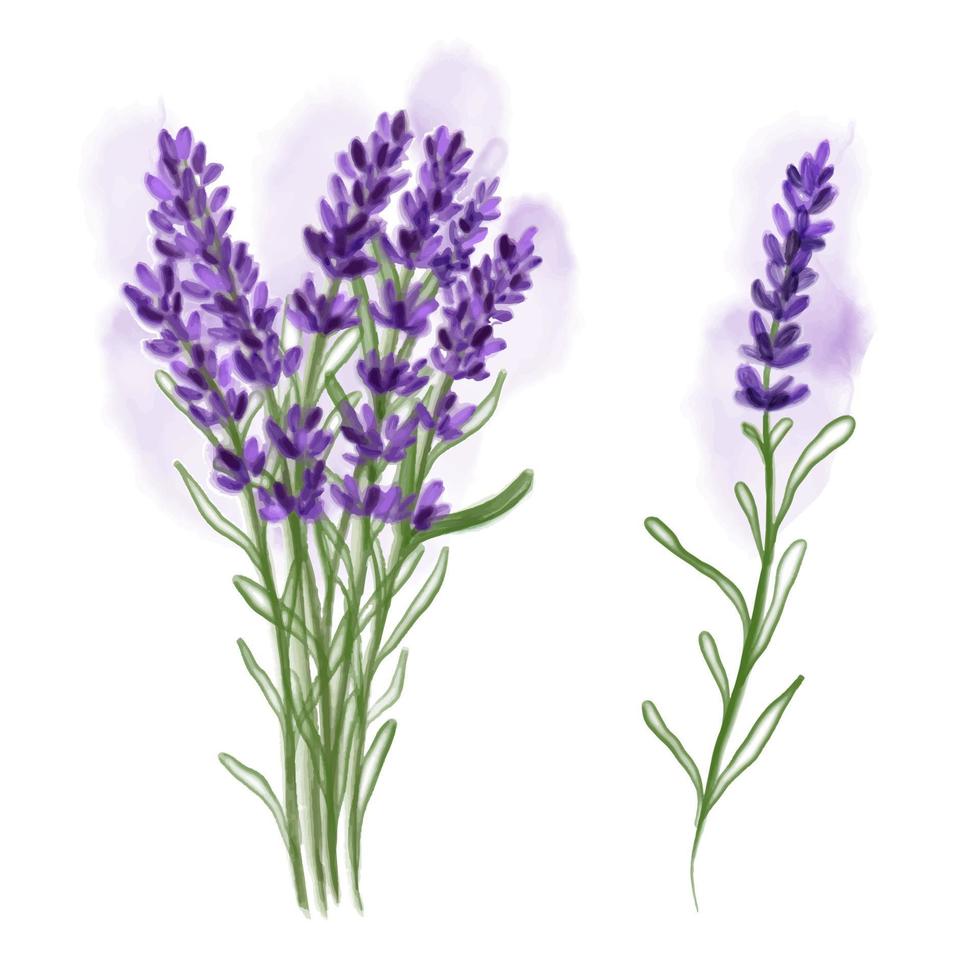 Lavendel Aquarell Blumen auf weißem Hintergrund. Verwendung für Naturkosmetik, Schönheitssalon, Gesundheitsprodukte, Parfüm, ätherisches Öl, Aromatherapie, Grußkarte oder Hochzeitseinladung. vektor