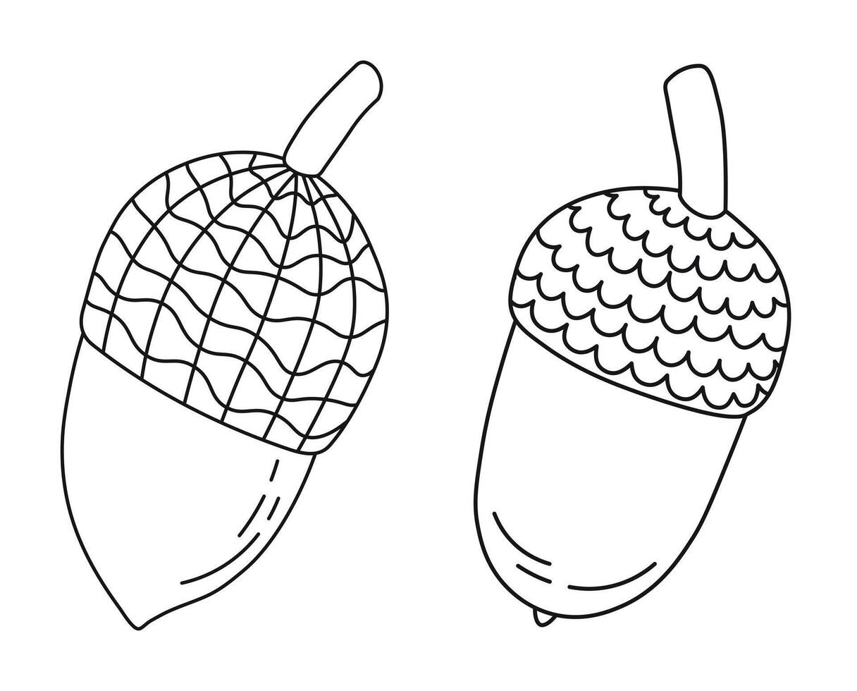 Linie skizzieren von Eiche Eicheln und Kappen, isoliert Vektor