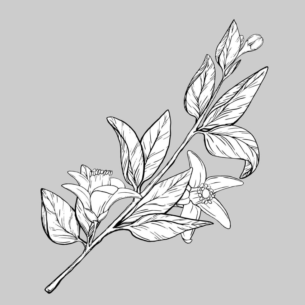 vektor gren citron- med blommor. exotisk växter design mall. grafisk botanisk illustration citrus- träd gren i linje konst stil, skiss, svarta tavlan stil. isolerat objekt eps vektor