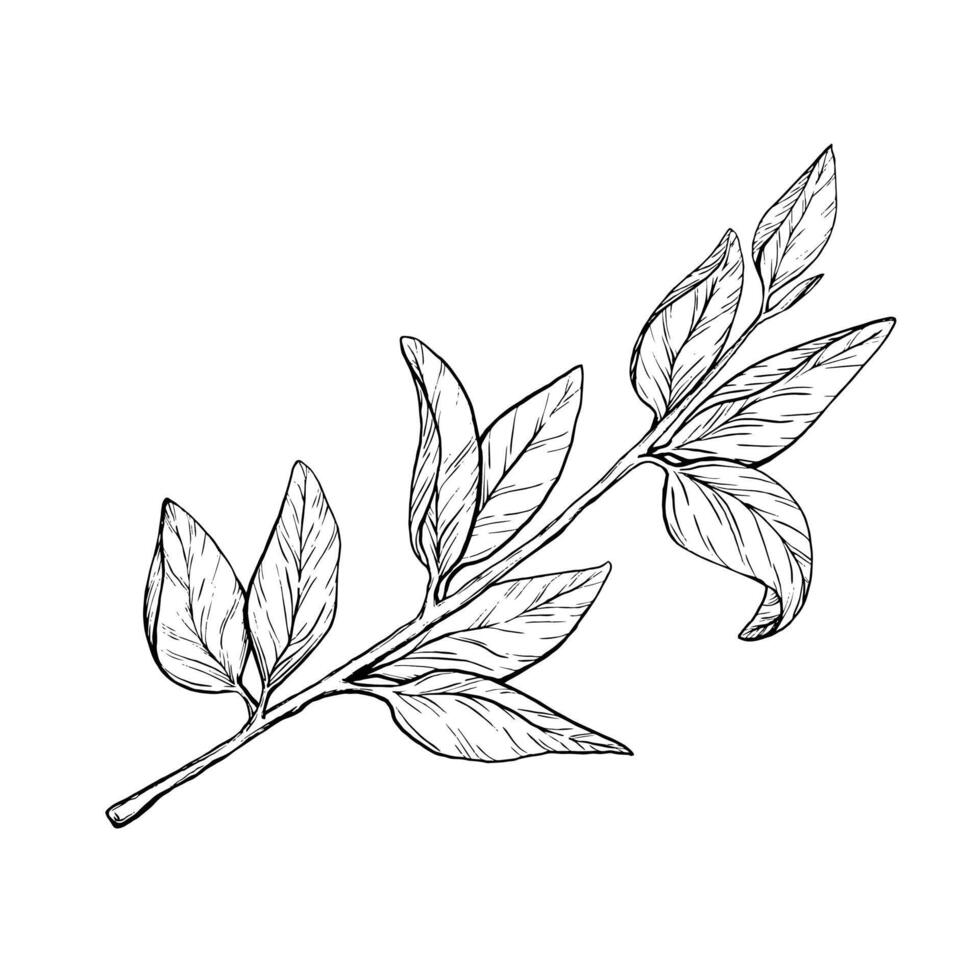 vektor gren citron. exotisk växter design mall. grafisk botanisk illustration citrus- träd gren i linje konst stil, skiss, svarta tavlan stil. isolerat objekt eps vektor