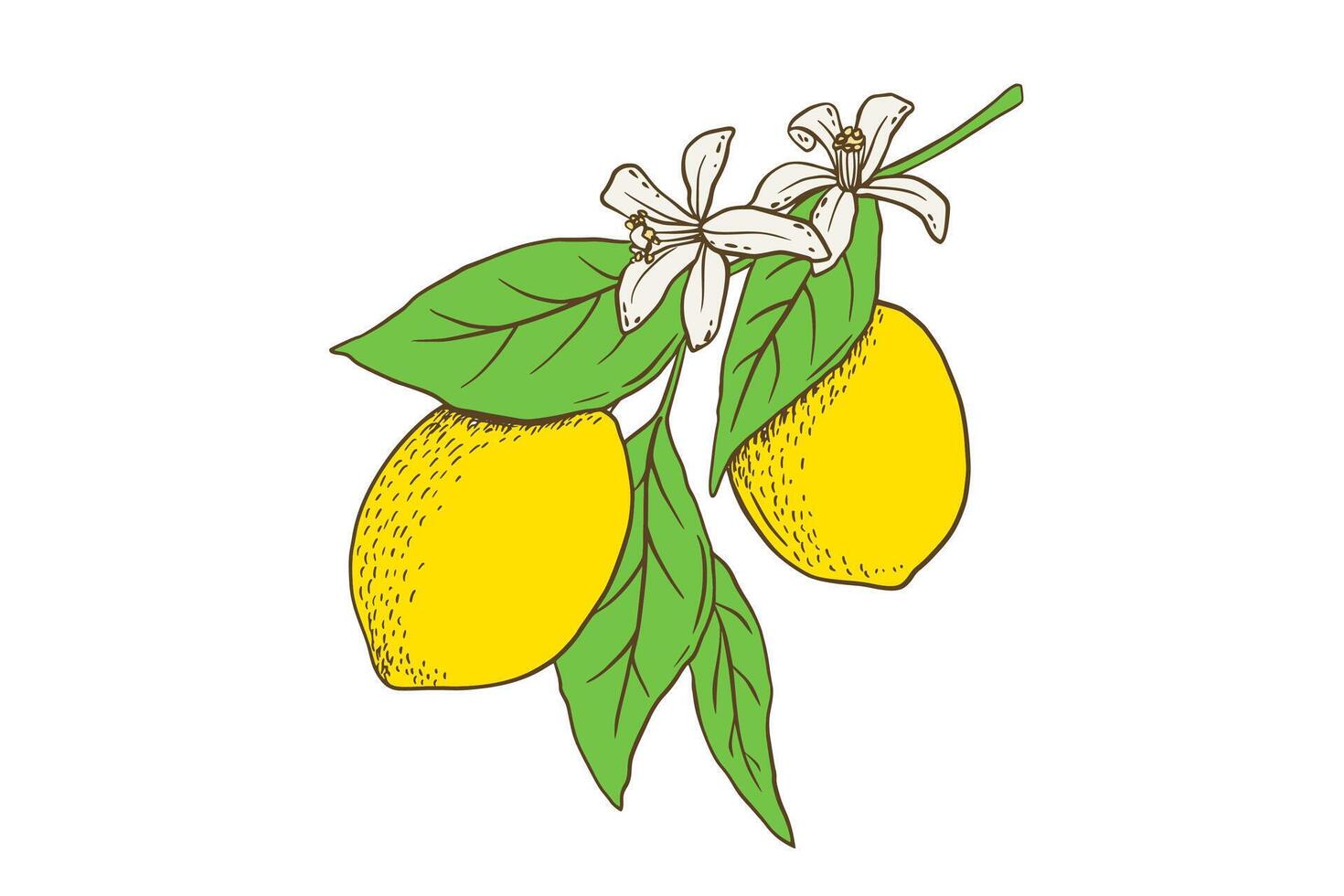 hand dragen citron- gren med löv och blomma. frukt i platt stil, hela färsk citrus- isolerat på vit bakgrund vektor