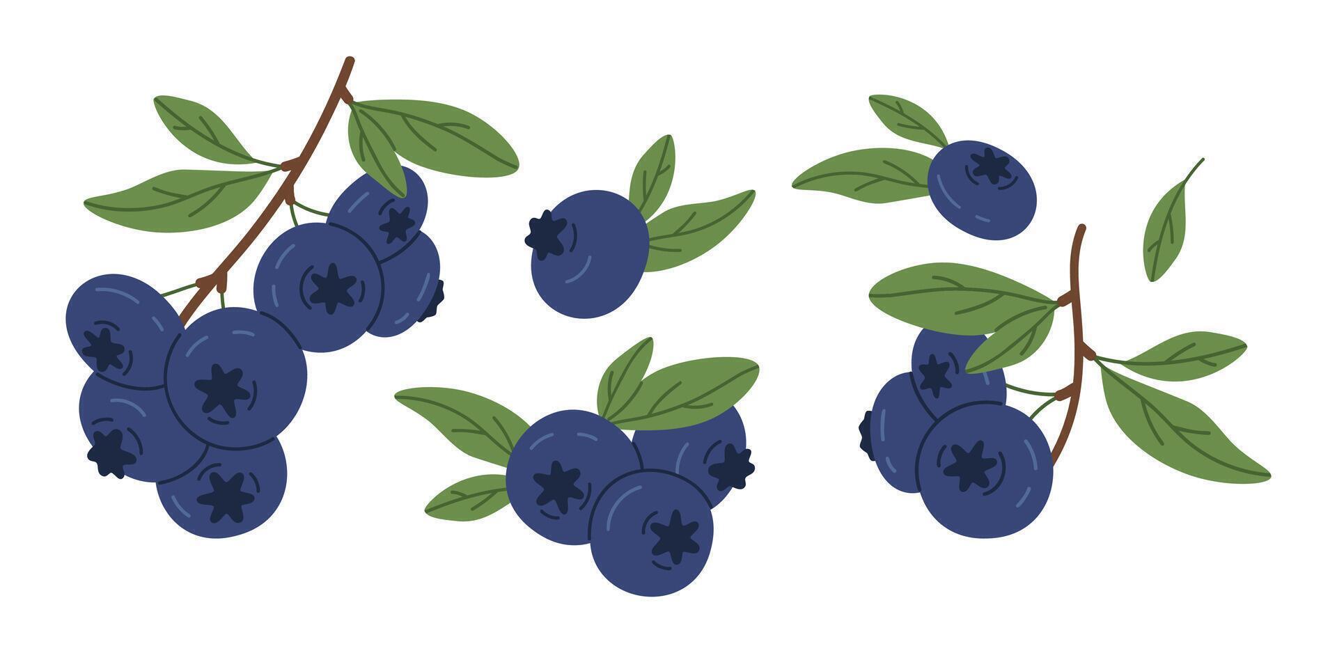 Hand gezeichnet Blaubeere Geäst. saftig Blaubeeren auf Zweig, frisch essbar Beeren zum gesund Ernährung eben Illustration Satz. köstlich Wald Beeren vektor