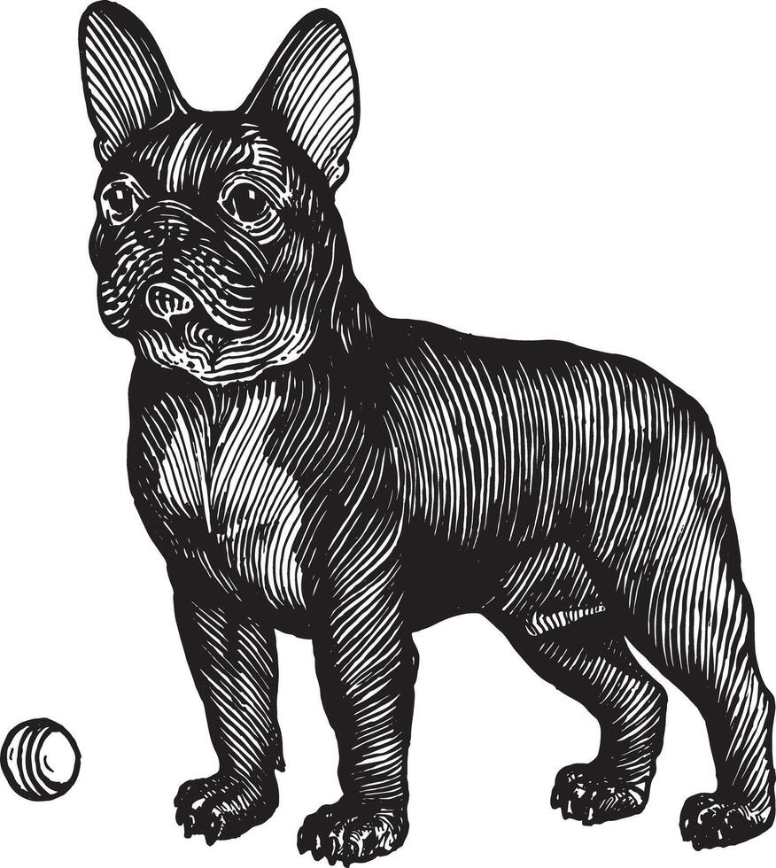 Französisch Bulldogge, ein Hund mit ein Ball, Illustration. Jahrgang Grafik und Handarbeit. das Hund steht in der Nähe von das Ball und will zu abspielen mit Es. Sammlung von Haustiere. vektor