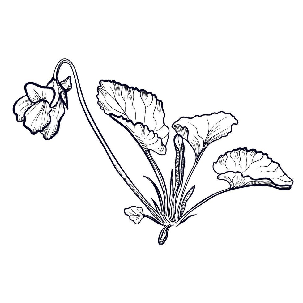 hand teckning av en violett blomma illustration vektor