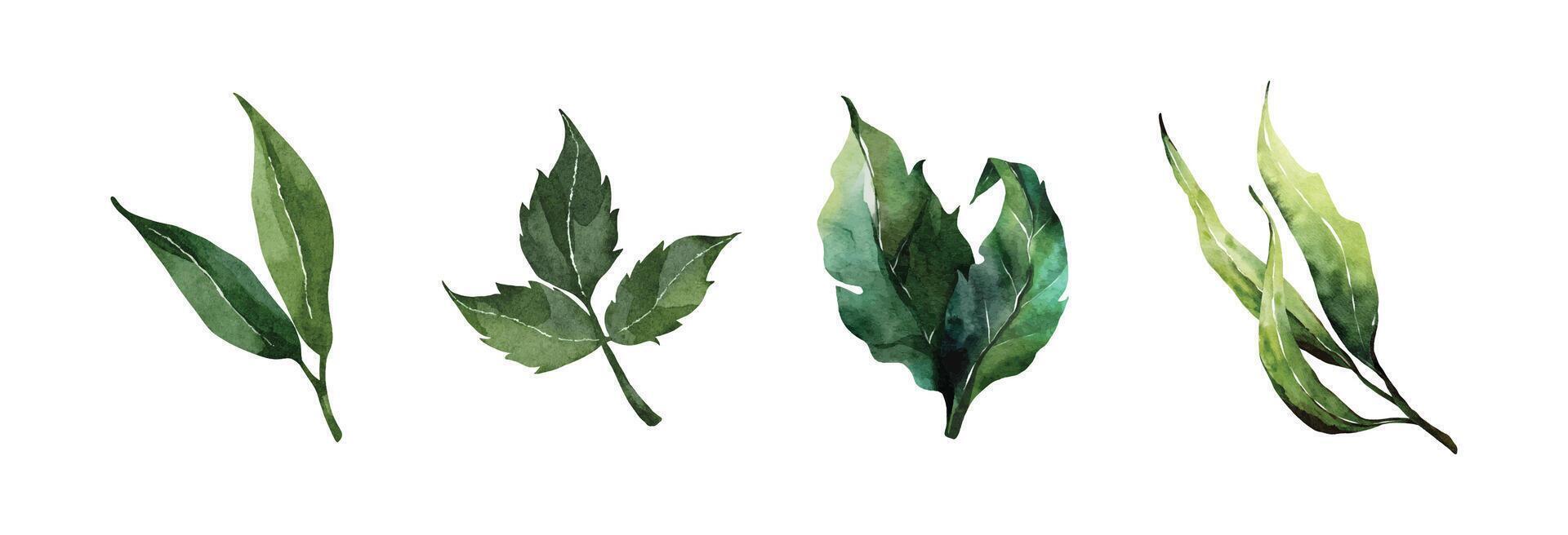 Grün Blätter Aquarell Elemente Design vektor