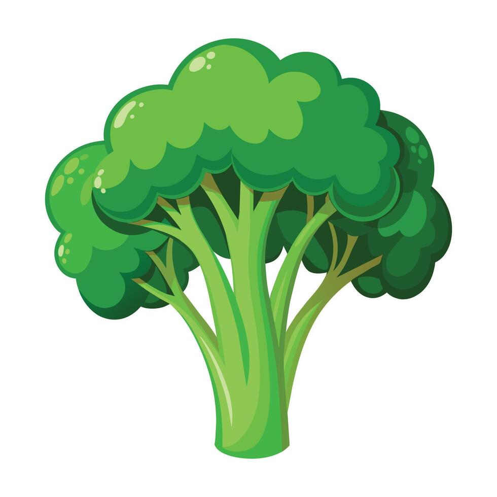 illustration av broccoli på vit vektor