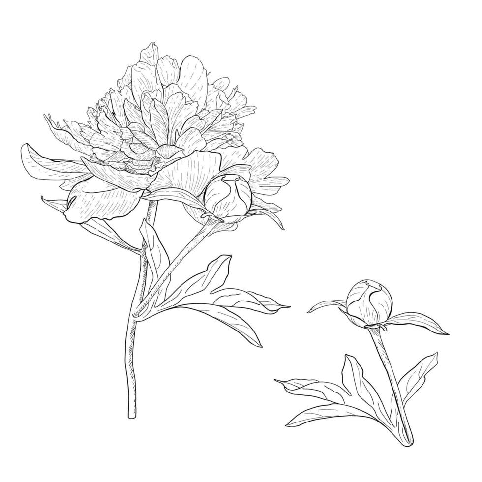 pion illustration blomma uppsättning. gren blomma knopp löv. svart översikt grafisk teckning. trädgård lövverk bläck kontur vektor