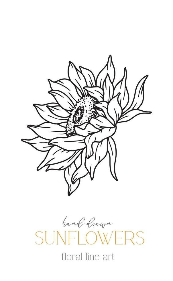 Sonnenblumen Linie Kunst, fein Linie Sonnenblumen Hand gezeichnet Illustration. fein Linie Sonnenblumen Illustration. Blumen- Linie Kunst. schwarz und Weiß Sonnenblumen Grafik vektor