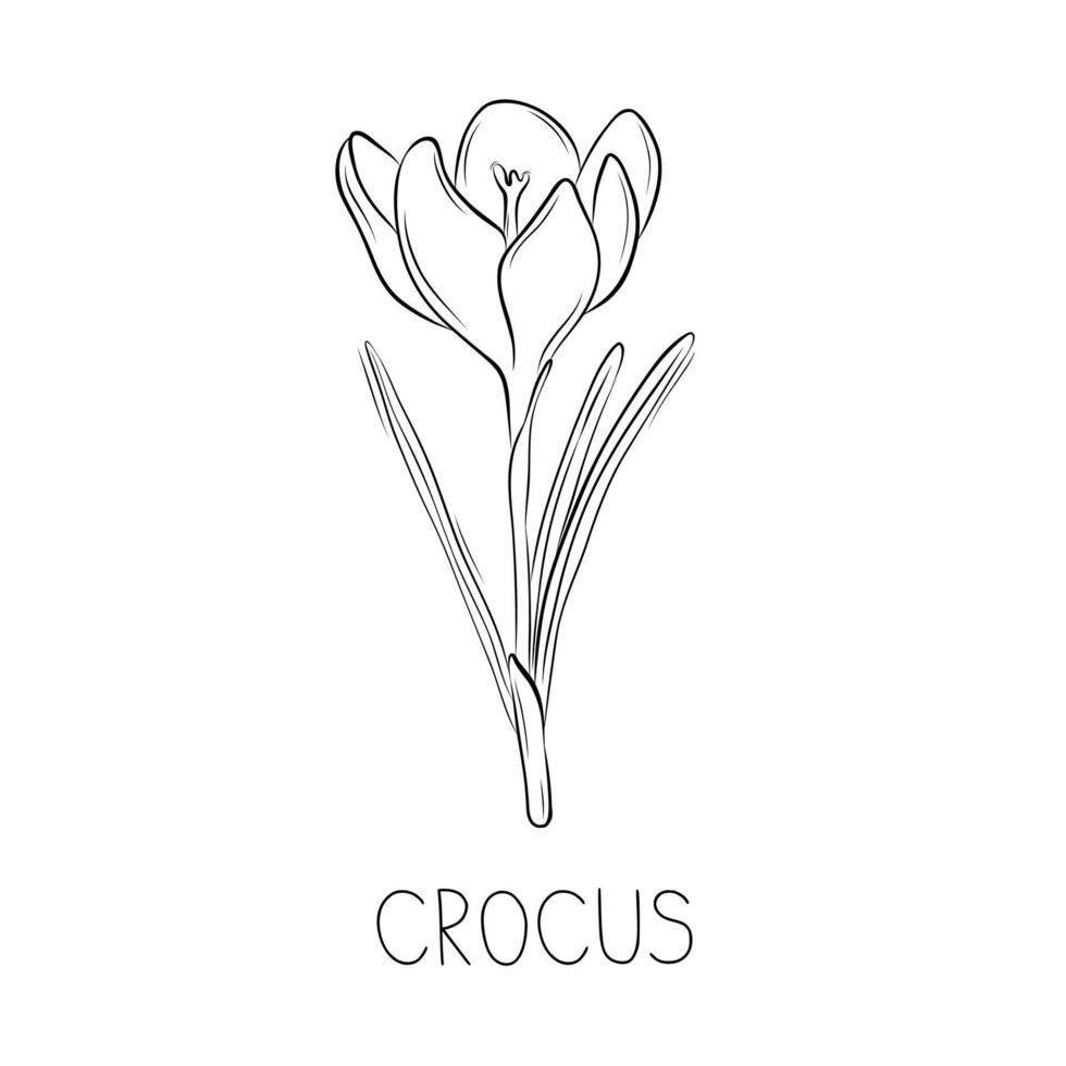 skizzieren Krokus oder Safran Frühling Blume einfach Illustration im Gekritzel Stil vektor