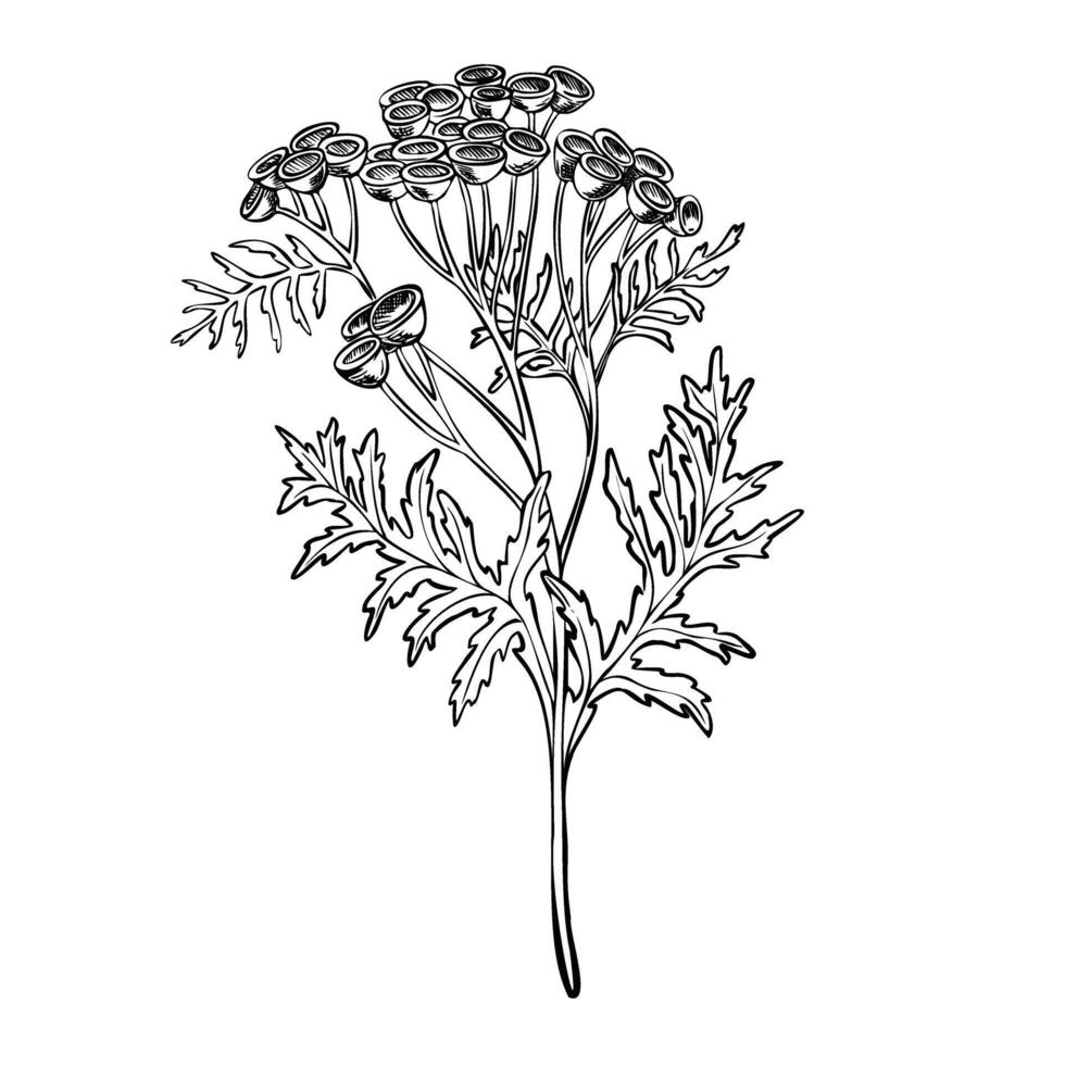 Rainfarn Blume Illustration. botanisch Zeichnung von Kraut auf isoliert Hintergrund. Radierung von Immortelle. Gravur von medizinisch Pflanze mit Blätter gemalt durch schwarz Tinten im linear Stil vektor