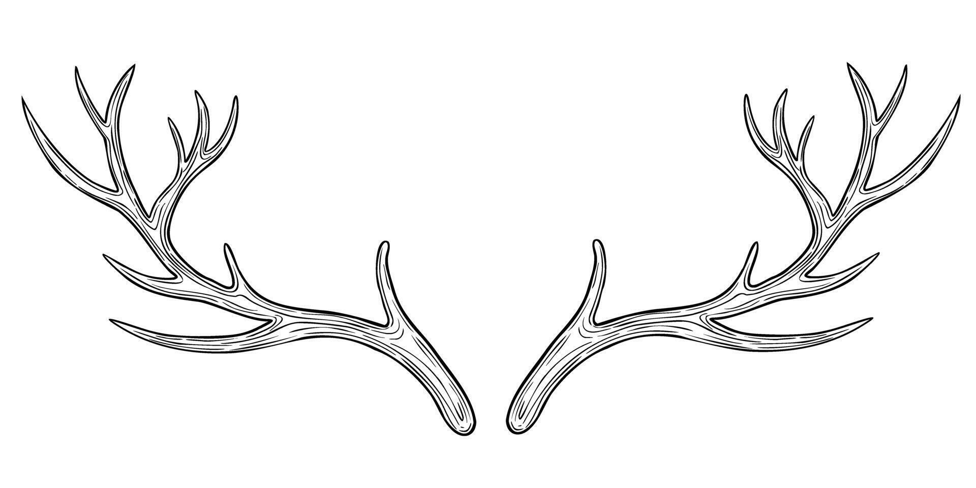 rådjur horn illustration. teckning av ren hjorthorn målad förbi svart bläck i översikt stil. hand dragen skiss av torr bar gren. etsning av bock sven del av skalle. gravyr av bladlösa gren. vektor