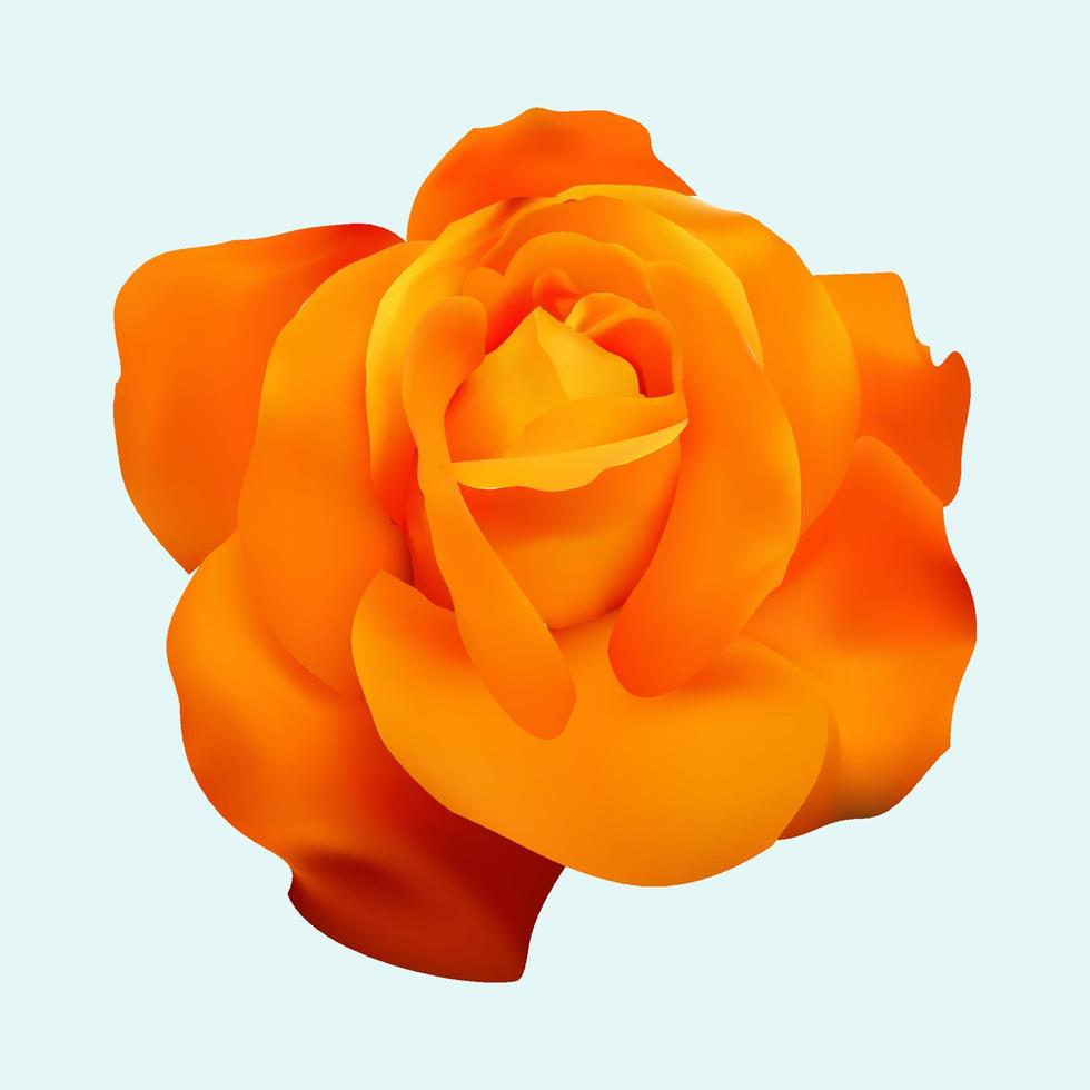 realistisk orange ros blomma vektor
