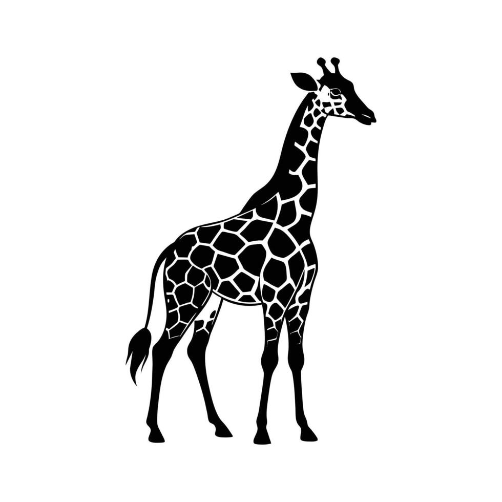 en giraff med en svart och vit teckning på vit bakgrund vektor