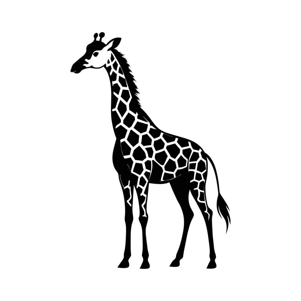 ein Giraffe mit ein schwarz und Weiß Zeichnung auf Weiß Hintergrund vektor