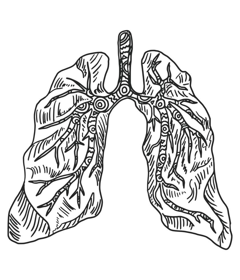 Doodle Zeichnung Organ Lunge auf weißem Hintergrund vektor