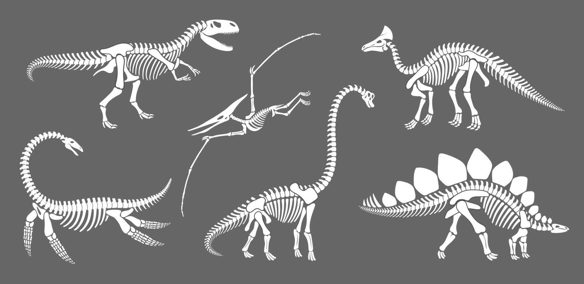 dinosaurie skelett fossil, dino reptil silhuetter vektor