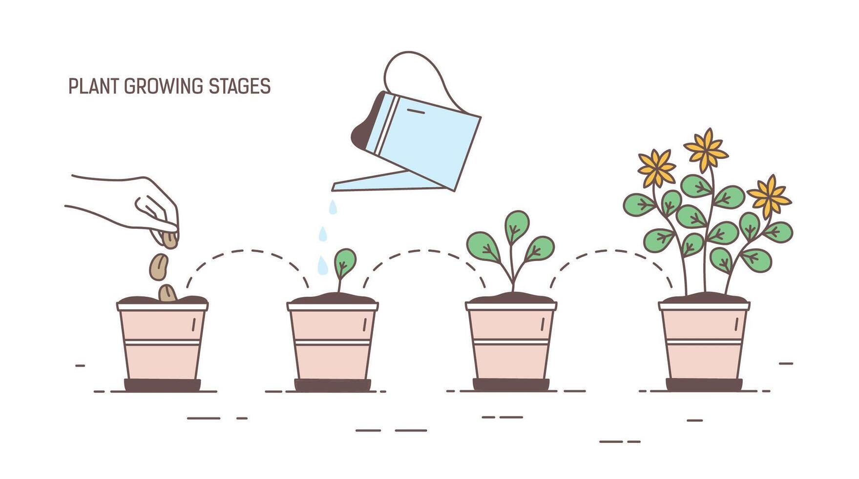 växande stadier av inlagd växt - sådd, gro, vattning av plantor, blommande. visualisering av liv cykel, tillväxt eller utveckling av krukväxt, Hem trädgårdsarbete, odling. illustration. vektor