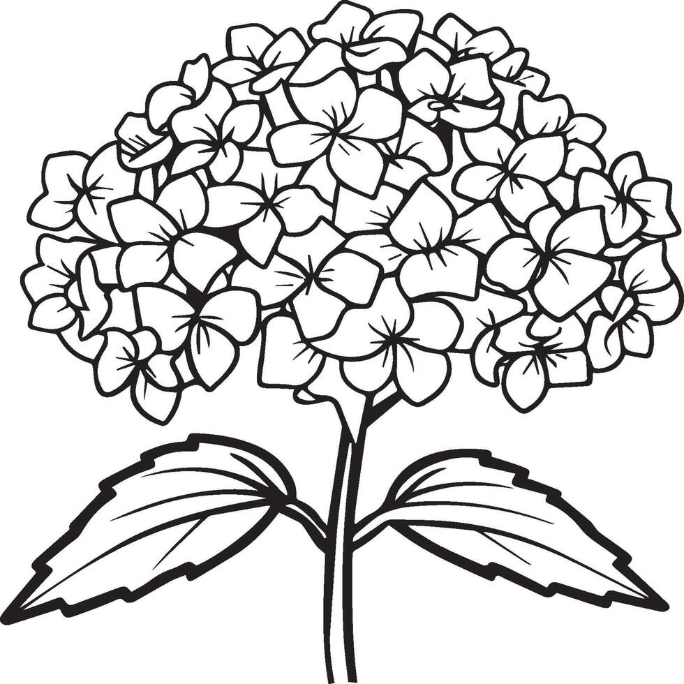 hortensia färg sidor. hortensia blomma översikt för färg bok vektor