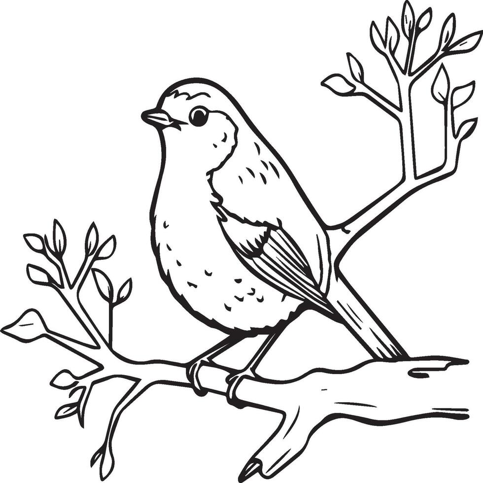 robin färg sidor. robin fågel översikt för färg bok vektor
