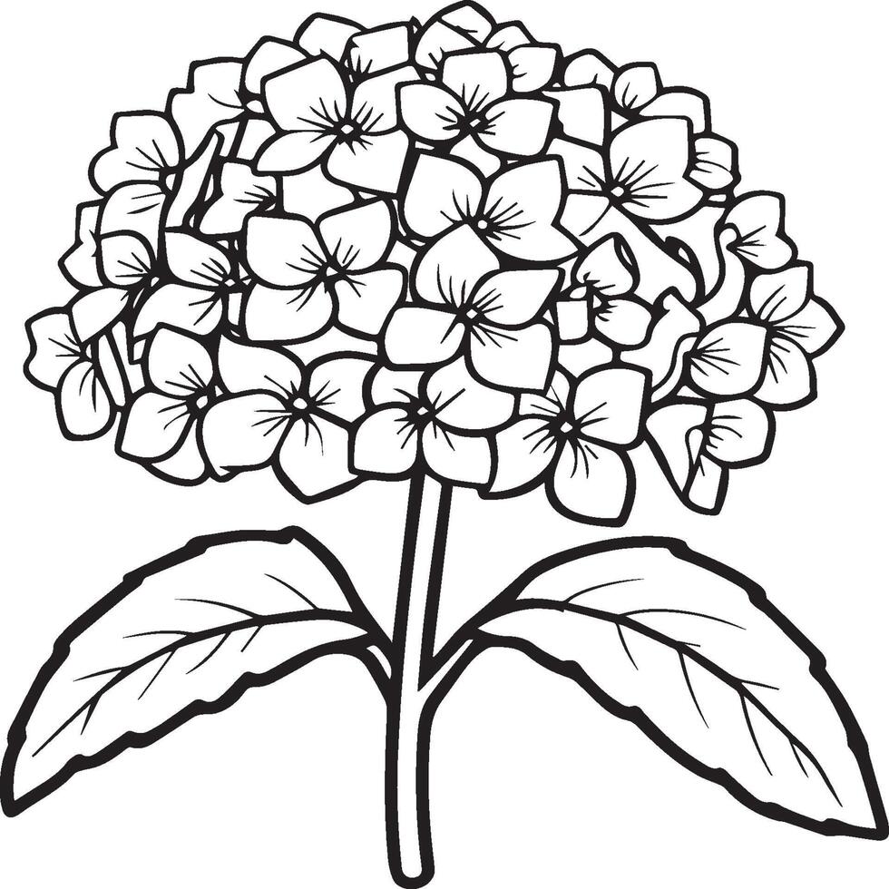 hortensia färg sidor. hortensia blomma översikt för färg bok vektor