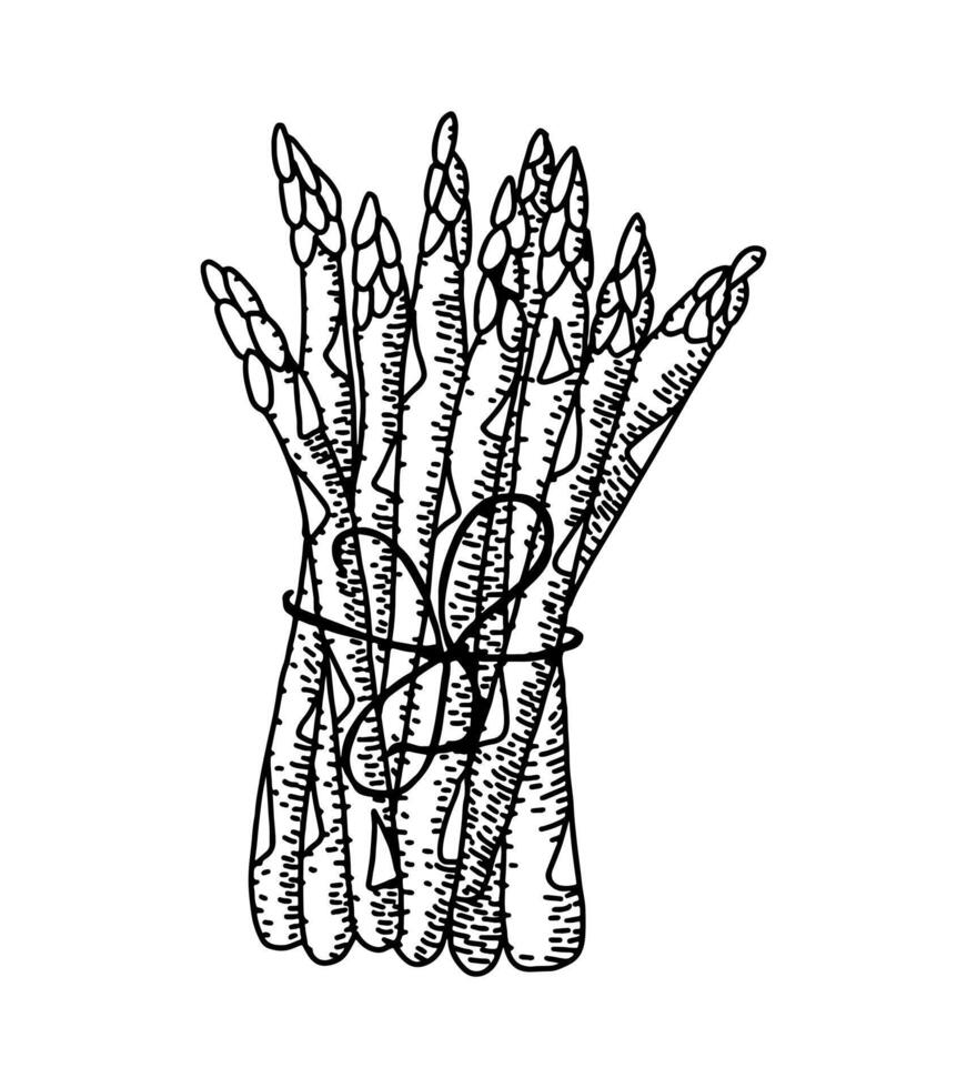 Jahrgang Hand gezeichnet graviert Zeichnung von Spargel. detailliert Vegetarier skizzieren. großartig zum Etikett, Poster, drucken, Speisekarte. Frühling Essen graviert Stil Illustration vektor