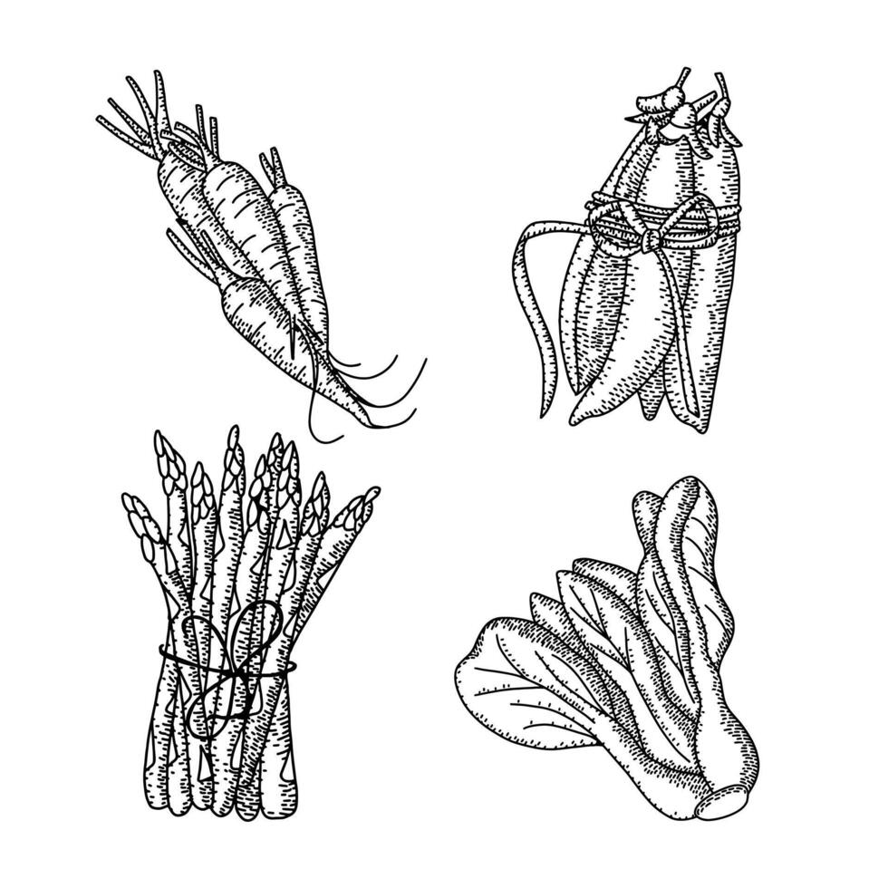 Hand gezeichnet graviert Komposition mit Gemüse. Sommer- Essen graviert Stil Illustration. detailliert Vegetarier skizzieren. großartig zum Etikett, Poster, drucken, Speisekarte vektor