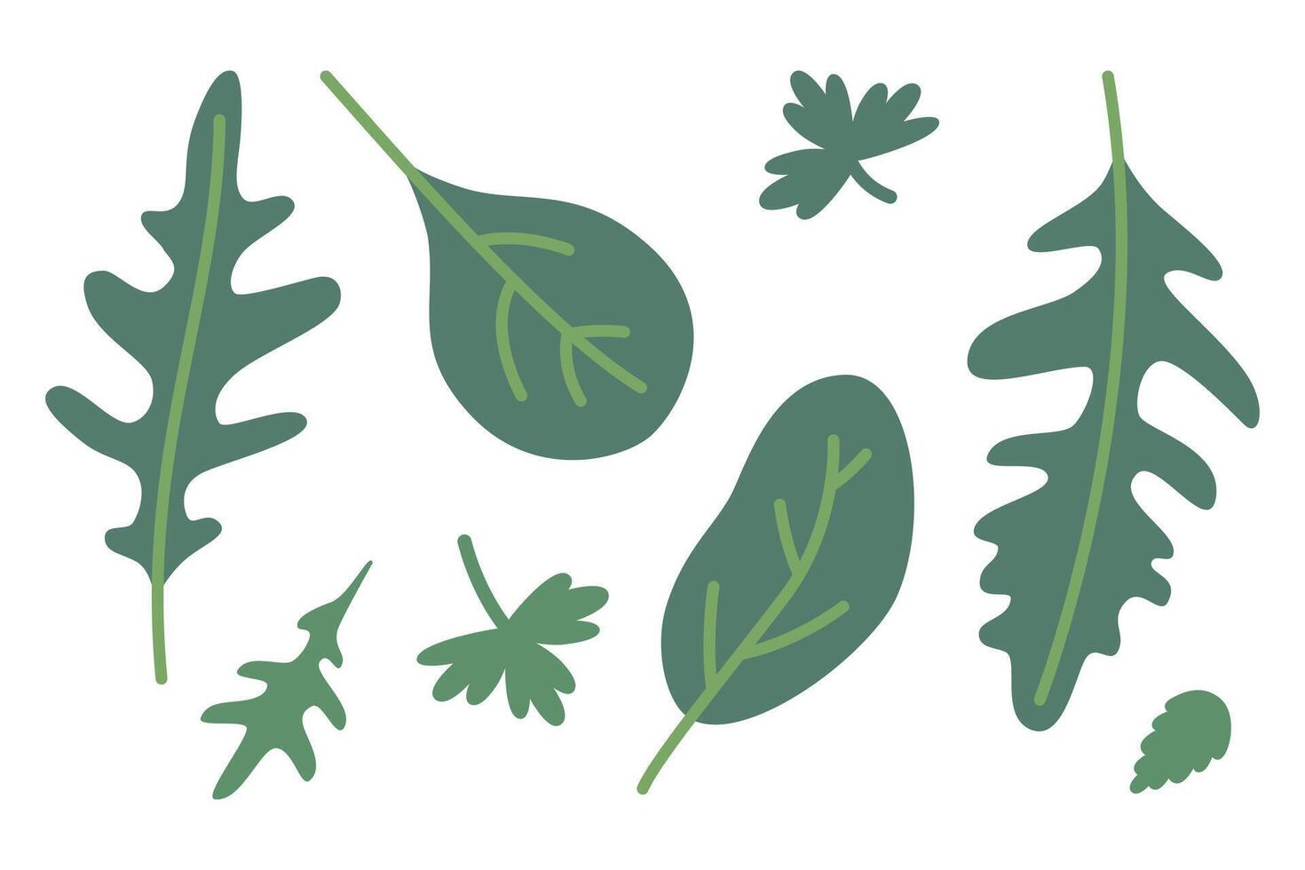 ruccola, spenat och persilja löv, tecknad serie stil. trendig modern illustration isolerat på vit bakgrund, hand ritade, platt design vektor
