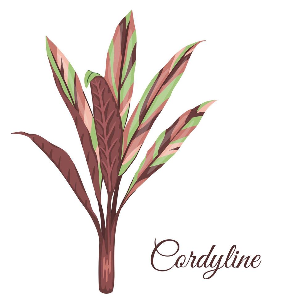 Vektor tropische Cordyline ClipArt. Dschungellaub Abbildung. Hand gezeichnete exotische Hauspflanze lokalisiert auf weißem Hintergrund. helle realistische abbildung