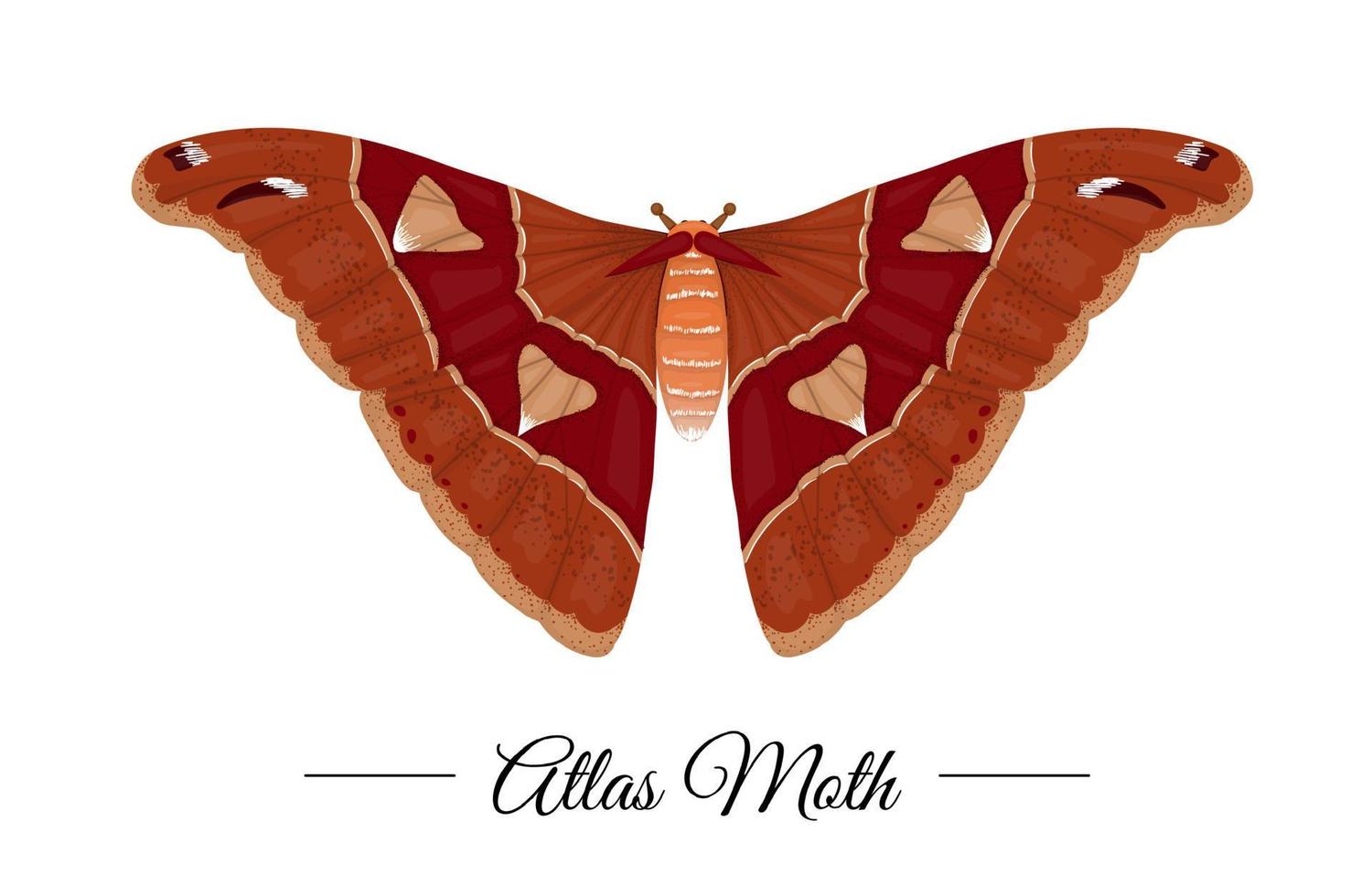 Vektor handgezeichnete farbige tropische Atlasmotte isoliert auf weißem Hintergrund. Tropisches themenorientiertes Logo für natürliches Design. Schmetterling Abbildung.