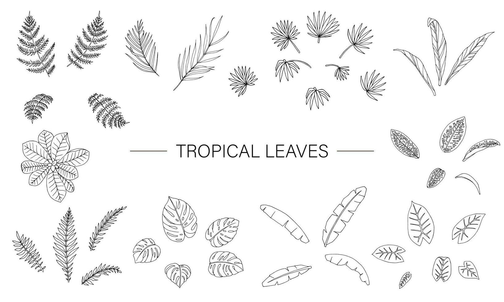 vektor uppsättning tropiska växtblad. linjeteckning av djungeln lövverk. handritad palm, banan, monstera, dieffenbachia, terminalia, ormbunke, alocasia, cordyline. hem tropiska löv clipart