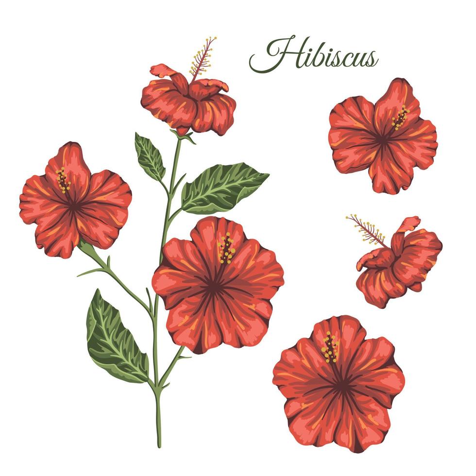 Vektor-Illustration der tropischen Blume auf weißem Hintergrund. heller realistischer Hibiskus. florale tropische Designelemente. vektor