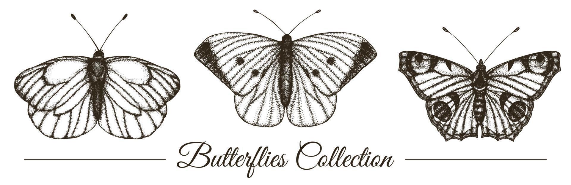 Vektor-Set von handgezeichneten schwarzen und weißen Schmetterlingen. Gravur Retro-Illustration. realistische Insekten auf weißem Hintergrund. detaillierte grafische Zeichnung im Vintage-Stil vektor