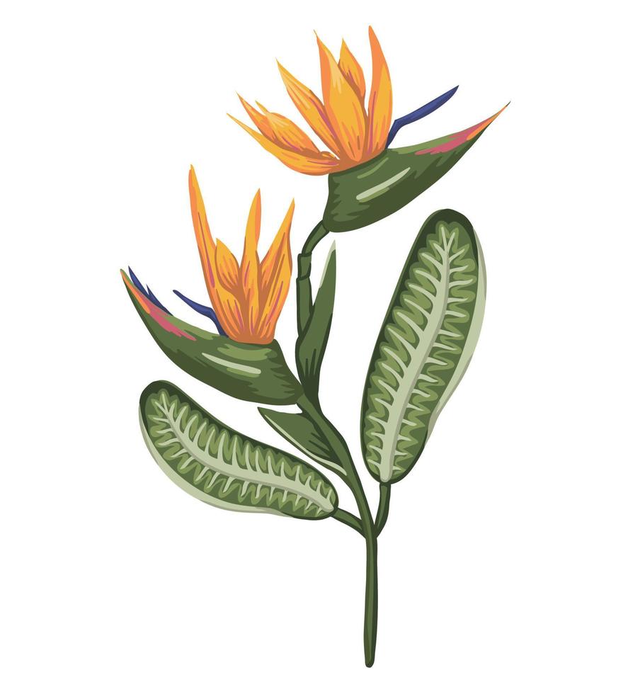 vektor illustration av färgad tropisk blomma isolerad på vit bakgrund. akvarell stil strelizia. exotisk blommig detaljerad ritning. tropiskt designelement
