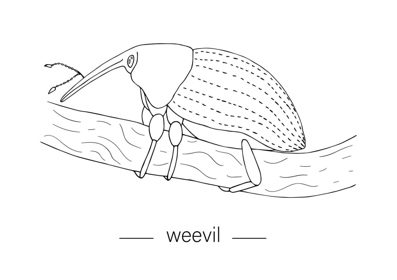 Vektor handgezeichnete tropische Rüsselkäfer auf einem Baumzweig. ClipArt zum Thema Insekten für natürliches Design. Fehlerumriss isoliert auf weißem Hintergrund