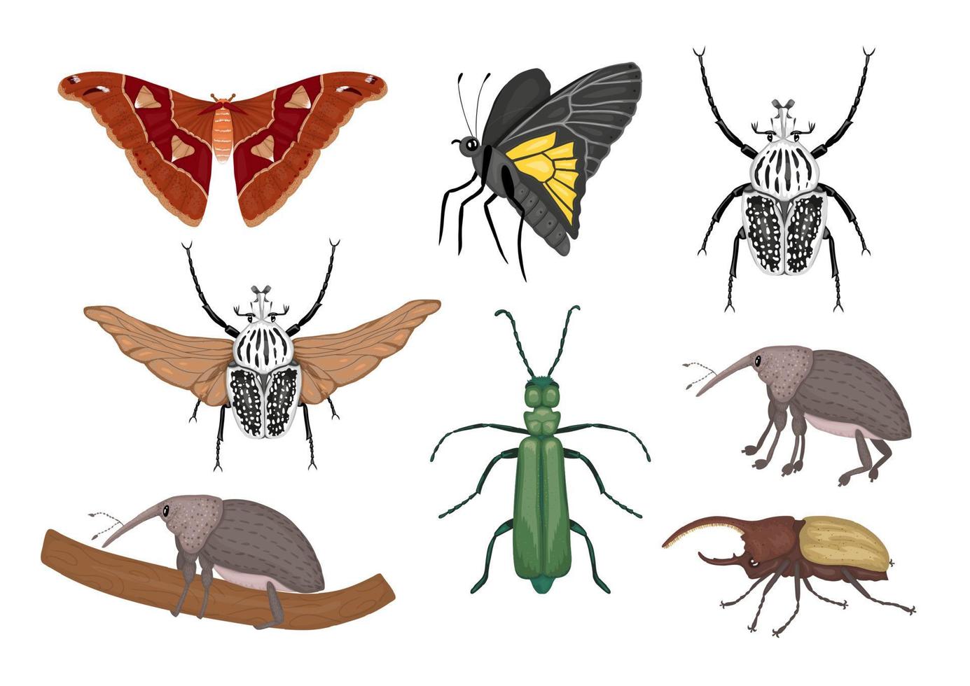 Vektorsatz tropischer Insekten. handgezeichnete farbige Atlasmotte, Rüsselkäfer, Schmetterling, Goliath, Herkuleskäfer, spanische Fliege. bunte süße Sammlung tropischer Käfer. vektor